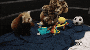 red panda GIF