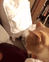 cute GIF