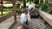 cute GIF