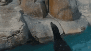 SeaWorld lets go ready come on lets do this GIF
