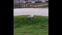 Tanzende Möwe - Dancing Seagull