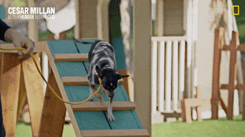 Nat Geo Dog GIF by National Geographic Channel