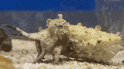 Angry Fancy GIF by California Academy of Sciences