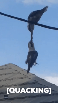Kookaburras Go Beak-to-Beak in Feisty Tug of War
