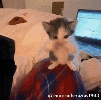 Dance Cat GIF