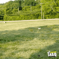 season 1 facebook watch GIF by Big Chicken Shaq