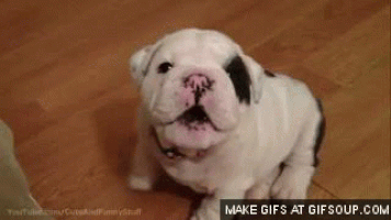 cute puppy GIF