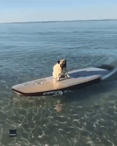 Pug Glides to Perth Shore on Surfboard