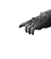 fettebeute gorilla dwfb fette beute des wahnsinns fette beute Sticker