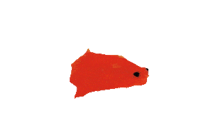 AsukaGruen nature water animal fish Sticker