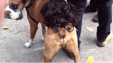 Dog Costume GIF
