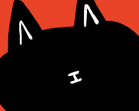 Cat What GIF