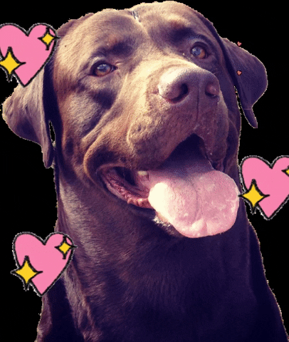IdeasMolonas choco GIF