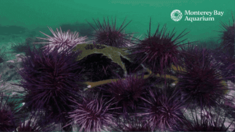 Sea Urchin Algae GIF by Monterey Bay Aquarium