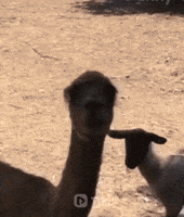 Pet Love GIF by TikiIndia