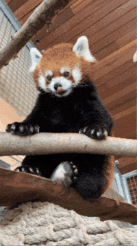 Watch Sitting GIF by Valley Zoo Development Society