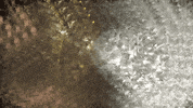 Video Art Gold GIF by Mollie_serena