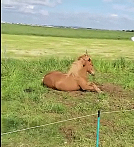 horse rocking GIF