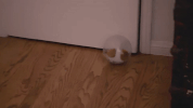 lns211 GIF by truTV's Late Night Snack