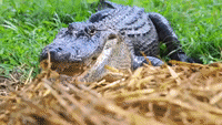 Alligator Keepers Stage 'Highly Dangerous' Nest Raids at Australian Reptile Park