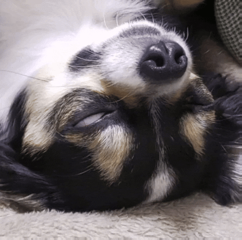 Fear Sleeping GIF