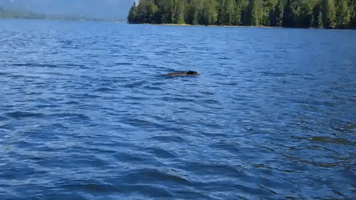 Swimming Bear Surprises Whale-Watching Tour in British Columbia