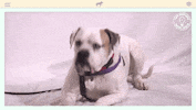 heavy petting dog GIF by Amy Poehler's Smart Girls