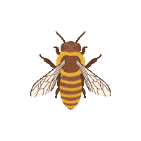 Honey Bee Sticker