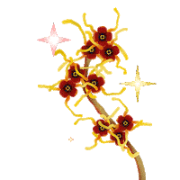 Coentron stars autumn hazel the other side Sticker