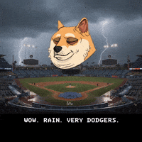 Shiba Inu Wow GIF by Doge Pound