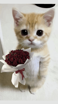 Catmarkz GIF