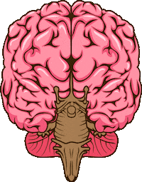 asociacioneducar brain casa ae cerebro Sticker