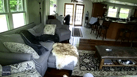 Family Dog Scares Off Bear in Upstate New York Home