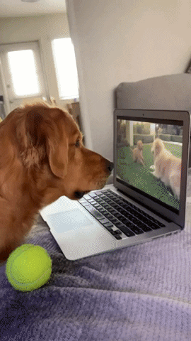 cuteanimalland giphyupload GIF