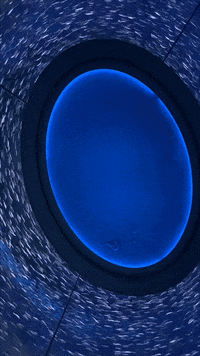 School Swimming GIF by Monterey Bay Aquarium