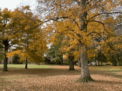Fall Tree GIF by Kenyon College