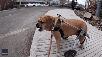 Paralyzed Puggle Takes Owner on Walk to Pet Store