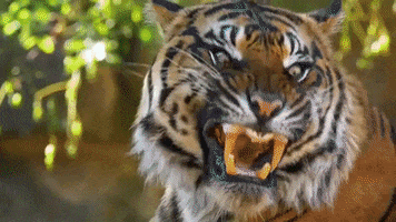 big cat tiger GIF by Futurithmic