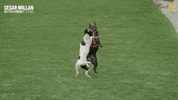 Dogwhisperer GIF by National Geographic Channel