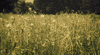 spring GIF