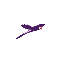 oakberryacai oak arara oakberry oakinwsl Sticker