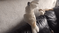Skeptical Cockatoo Doesn't Like Toy Seal