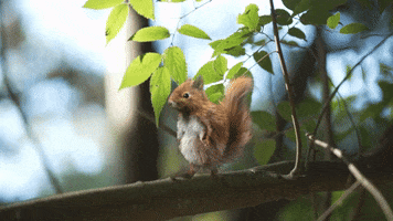 Squirrel GIF by BabylonBee