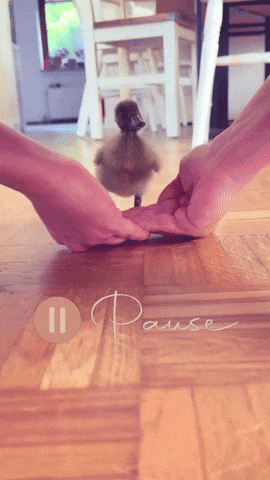 Duck Break GIF