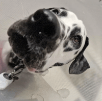 Dog GIF