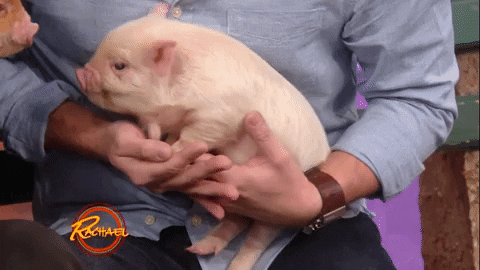 Baby Animals Love GIF by Rachael Ray Show