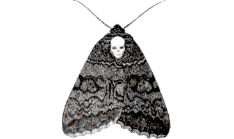 moth STICKER