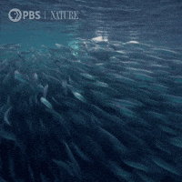 Pbs Nature Whale GIF by Nature on PBS