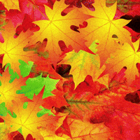 Happy Autumn Leaves GIF by Magic Eden