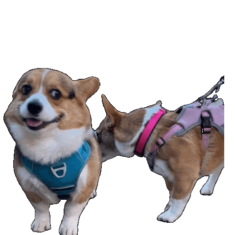 Corgi Milo Sticker